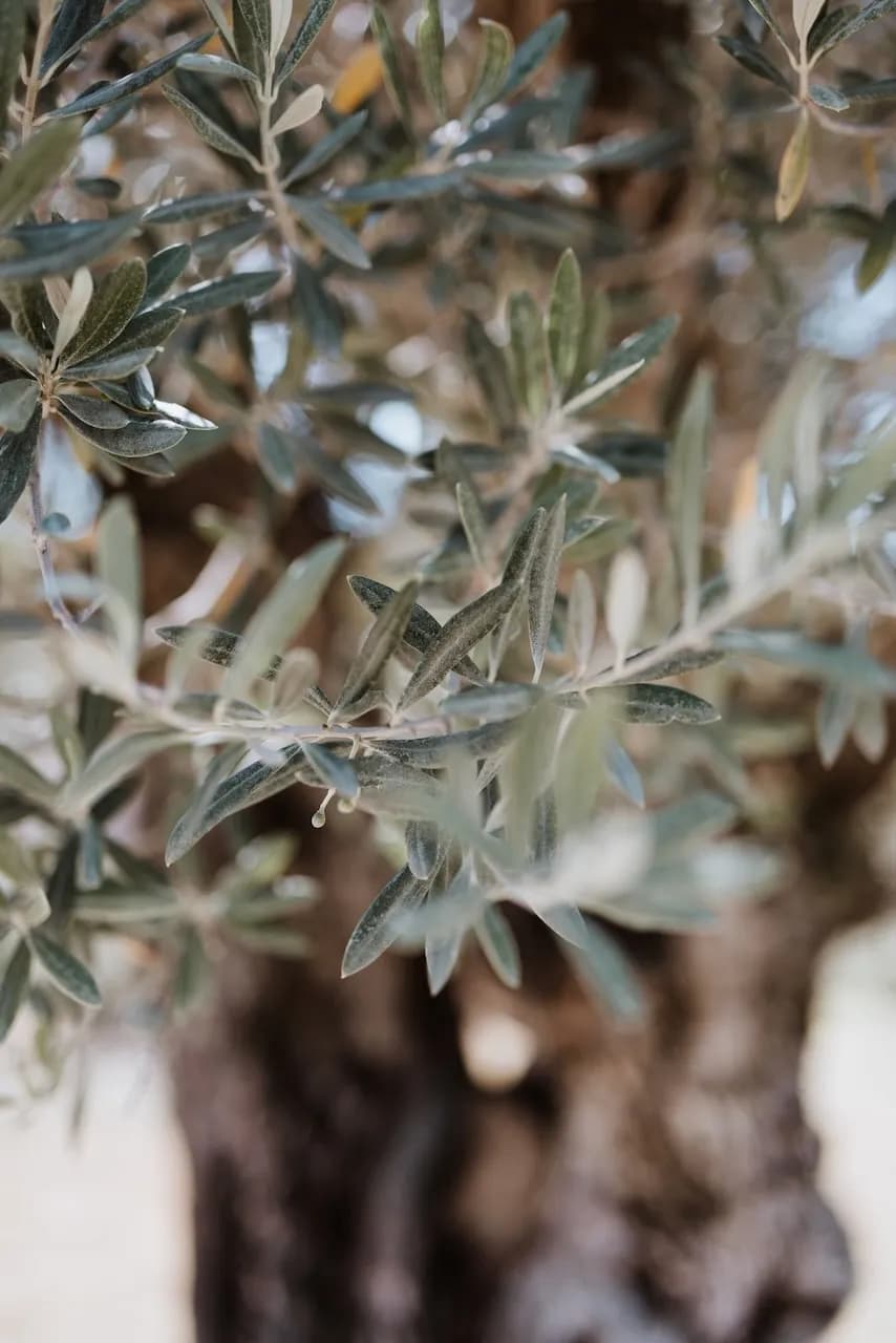 Cicadas & Provence